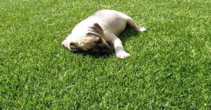 Why Your Pet Will Love Artificial Grass