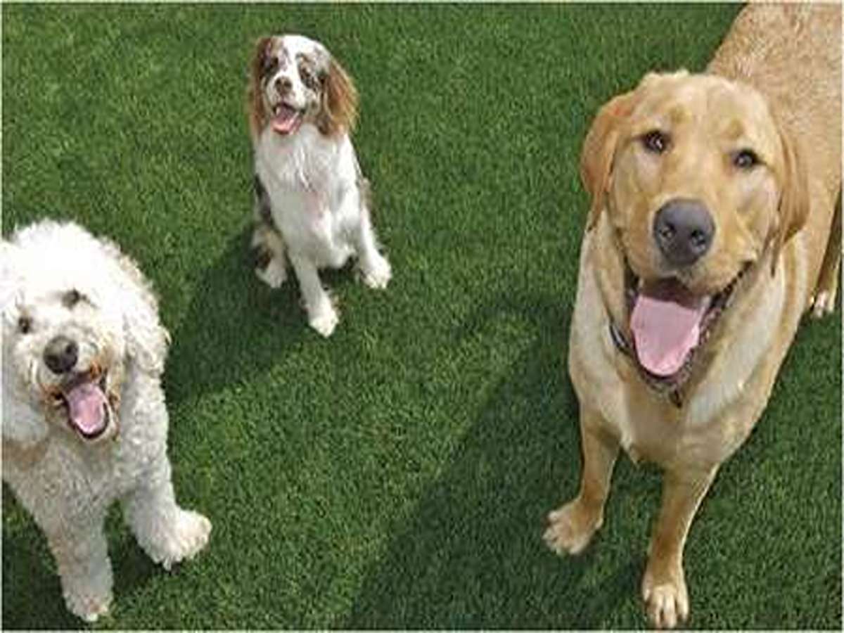 dog2_11zon_11zon (1)