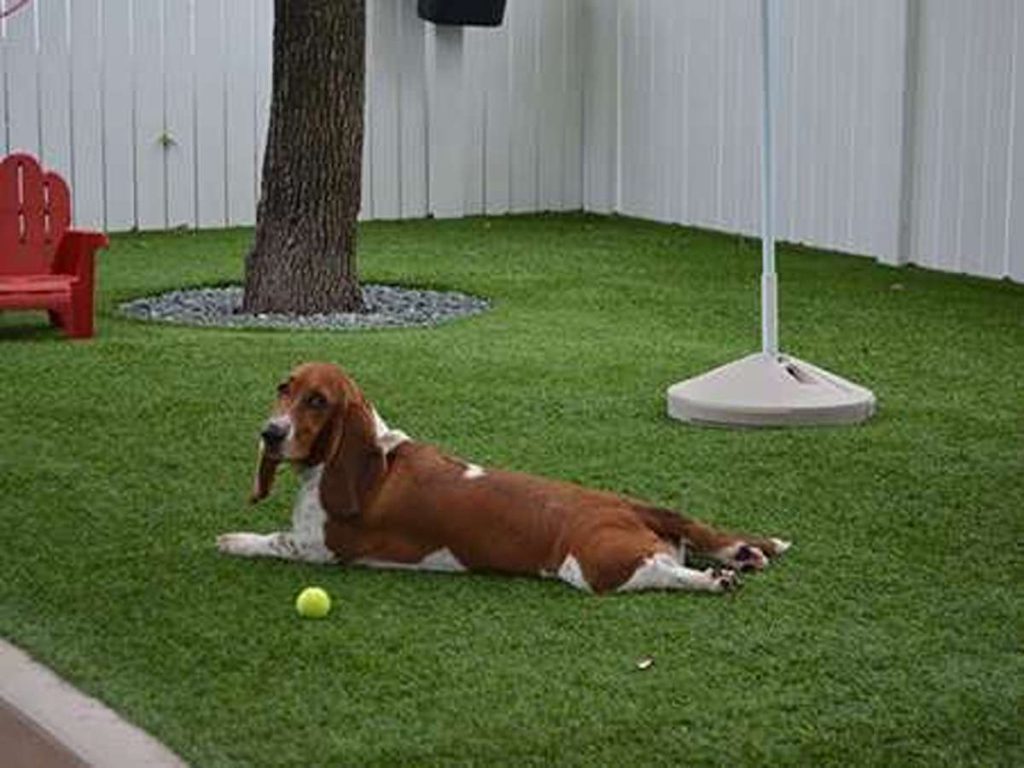 dog3_11zon_11zon (1)