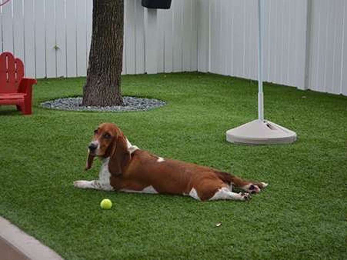 dog3_11zon_11zon (1)