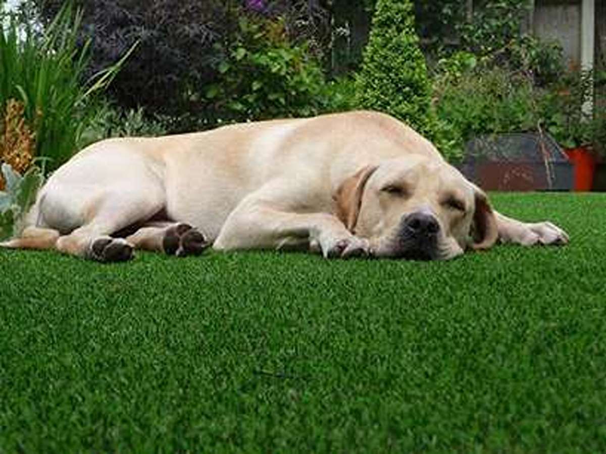 dog_11zon_11zon (1)